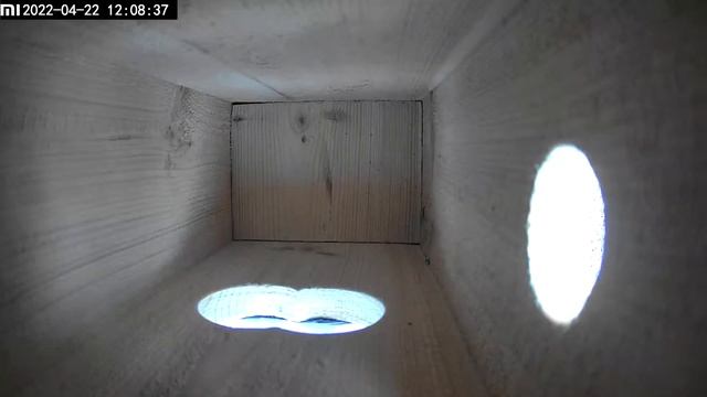 Синичник с камерой. Воробей или мухоловка? смотреть онлайн