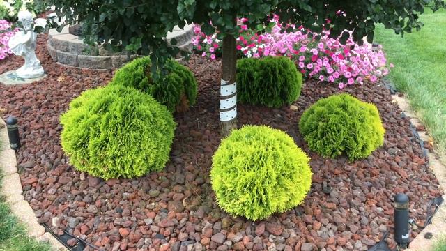 ANNA'S MAGIC BALL™ Arborvitae / Thuja | www.gardencrossings.com смотреть онлайн