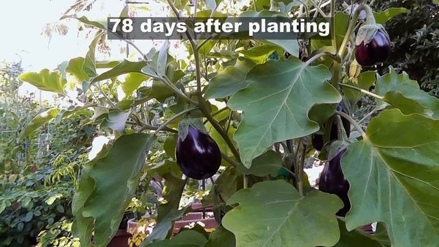 Eggplant Profile - Black Beauty Eggplant смотреть онлайн