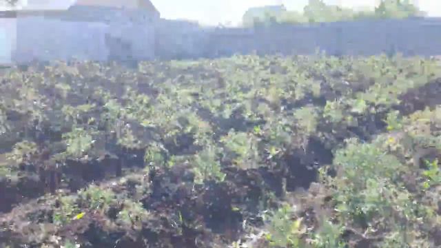 Кошкин Дом Алисы и кота Алекса's broadcast смотреть онлайн