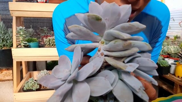 ¿Sabias esto sobre esta suculenta??Graptopetalum Superbum? смотреть онлайн