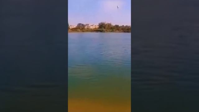 мужик поймал рыбу фугу 😂😂 смотреть онлайн