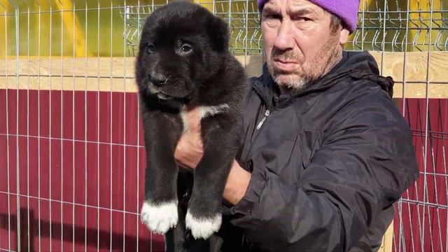 Алабай среднеазиатскаяовчарка щенки на продажу в питомнике АЗ Марал продажа ватсап +79278137957 смотреть онлайн