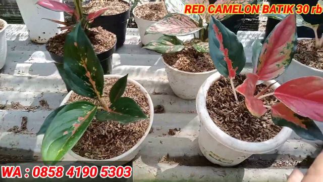 HARGA TURUN LAGI | OBRAL AGLONEMA MURAH COCOK BUAT PEMULA смотреть онлайн