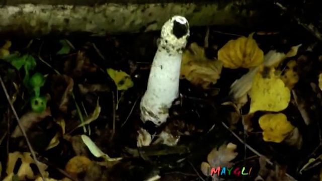 Искали Опята, нашли Подосиновики смотреть онлайн