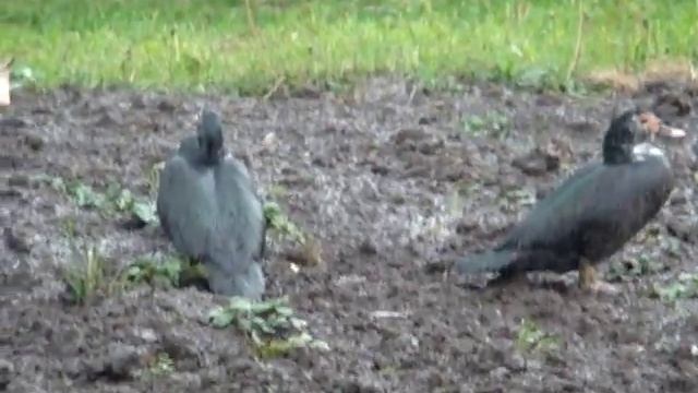 Смешное видео про индоуток смотреть онлайн