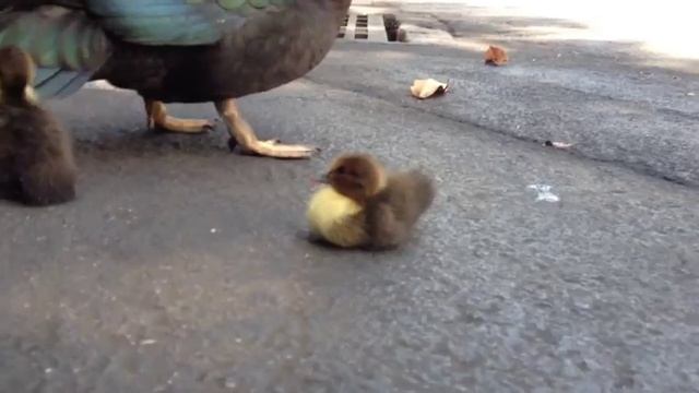 Stupid baby duck falls in hole смотреть онлайн
