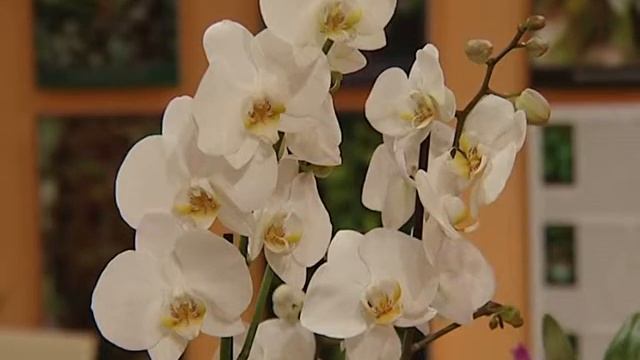 Открылась выставка орхидей смотреть онлайн