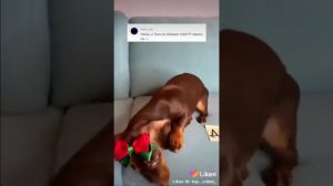 Чапик.