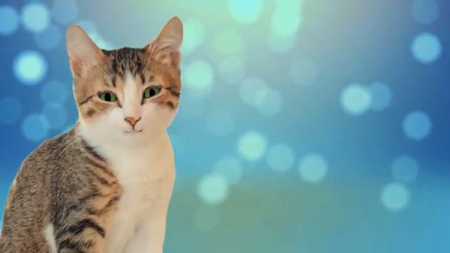 Приколы кота Барсика-4 смотреть онлайн