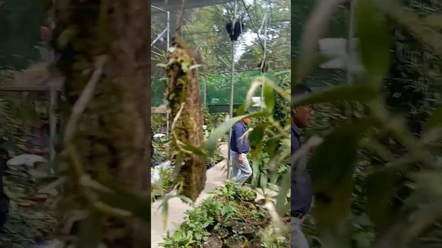 orchid flowers grown without soil #youtube #short#orchid смотреть онлайн