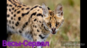 Кто ты по знаку зодиака из животных?