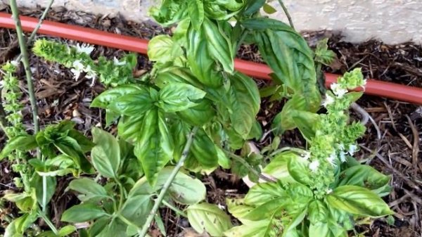 Basil (Tulasi) (Ocimum sanctum/tenuiflorum, Ocimum basilicum)Falooda drink with Basil seeds