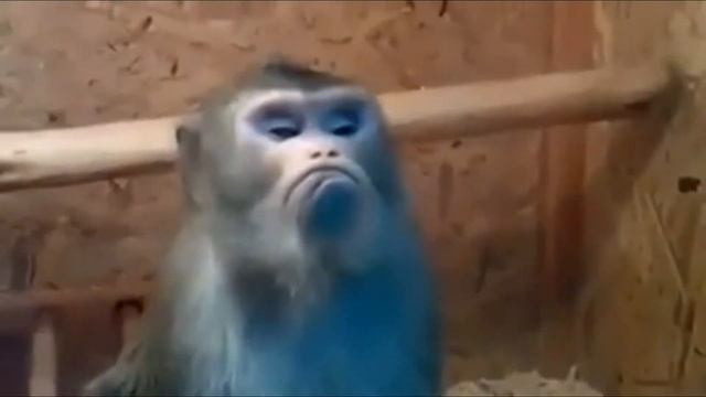 Приколы про животных 2017, смотреть всем/Jokes about animals, 2017, watch all. смотреть онлайн