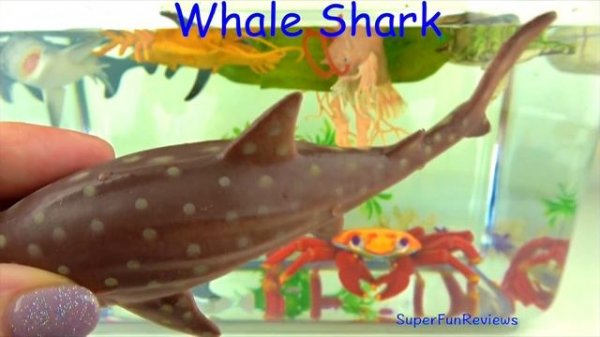 Learn Sea Animals Names Sharks Whales Fish - AQUARIUM - Kids Educational Toys - Fun Learning