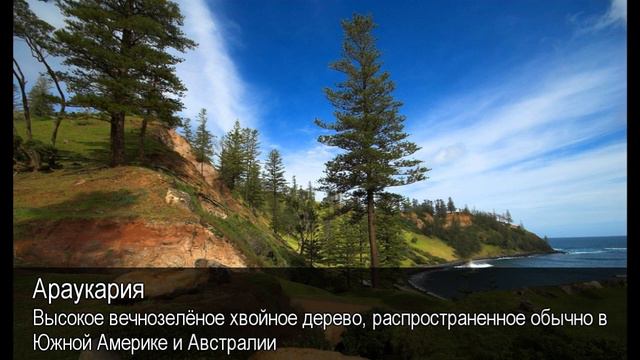 Араукария. Толковый Видеословарь русского языка смотреть онлайн