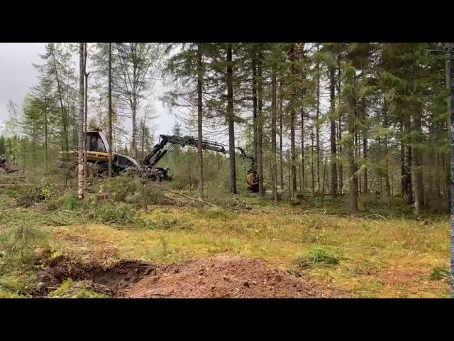 Вырубка леса в Сыктывдине смотреть онлайн