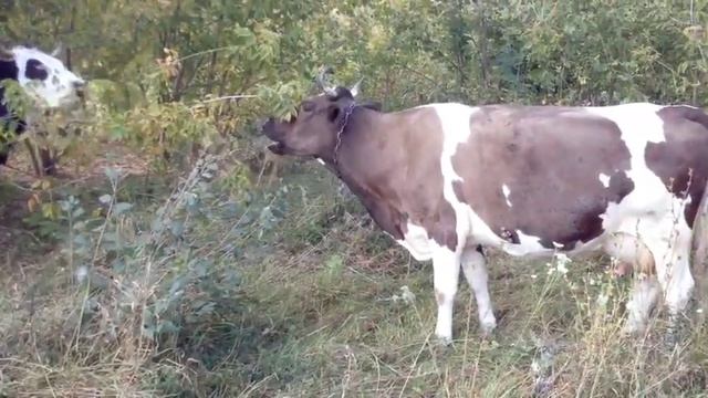 двухразовое доение итог первого дня//на сколько коровы сбавили молока смотреть онлайн