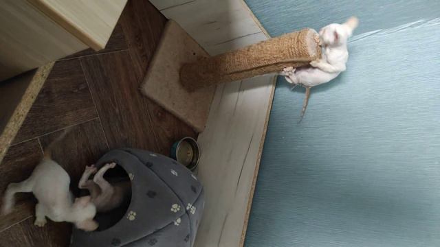 Котята Корниш-Рекс д.р. 13.03.2023г. смотреть онлайн