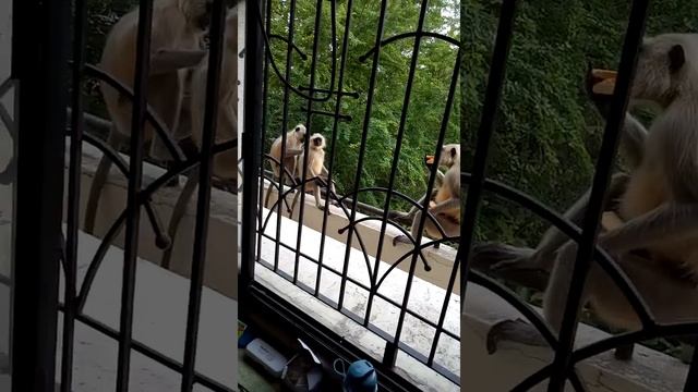 Monkeys enjoying in my home Nagpur,India,Обезьяны наслаждаются в моем доме - Нагпур, Индия смотреть онлайн