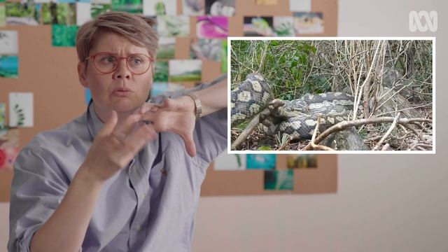 How deadly are Australian snakes? | REACTION смотреть онлайн