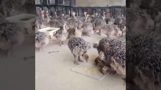 Страусята смотреть онлайн