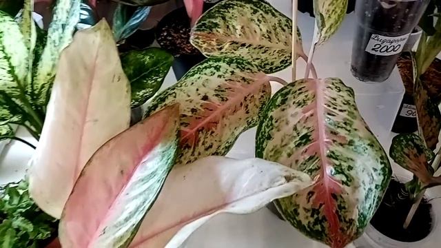 Зимние скидки на отдельных местах радуют! Завершаем обзор. смотреть онлайн