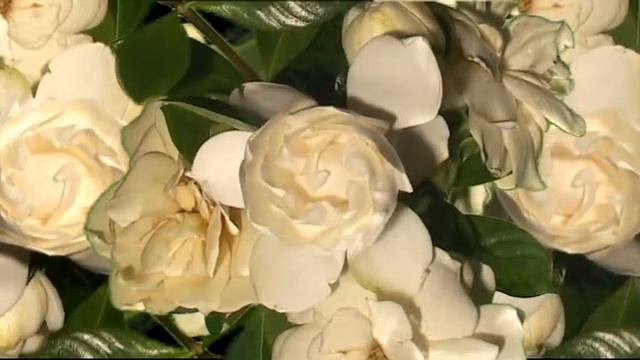 gardenia bg1 смотреть онлайн
