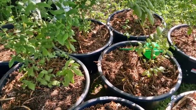 голубика в тазах! посадил ещё! смотреть онлайн