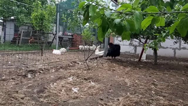 29.05.2020.Куры Джерсийский гигант. смотреть онлайн