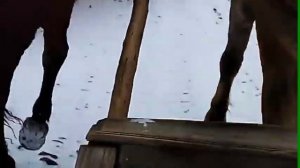 Запрягли тройку лошадей???