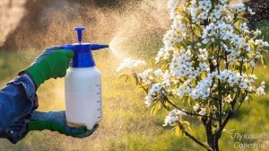 Обработка Деревьев Медным Купоросом Весной от Вредителей Как Развести Медный Купорос Лукошко Совето