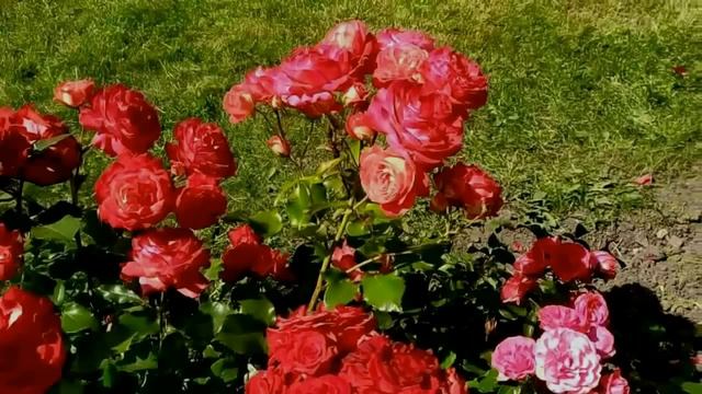 Про Жабу и про любовь.Последний вздых. смотреть онлайн