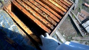 Чем лечить аскосфероз у пчёл.