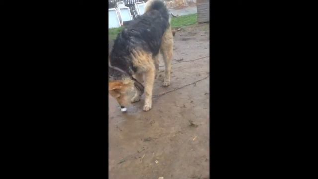 Буря и яйцо смотреть онлайн