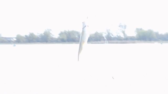 Вобла.Где ловить в Астрахани?5000 лайков смотреть онлайн