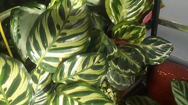 mid January house plants update смотреть онлайн