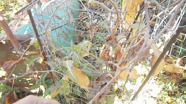 Когда и какие актинидии надо отправлять почтой смотреть онлайн