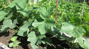 ЗОЛА КАК УДОБРЕНИЕ! ПОДКОРМКА ЗОЛОЙ!