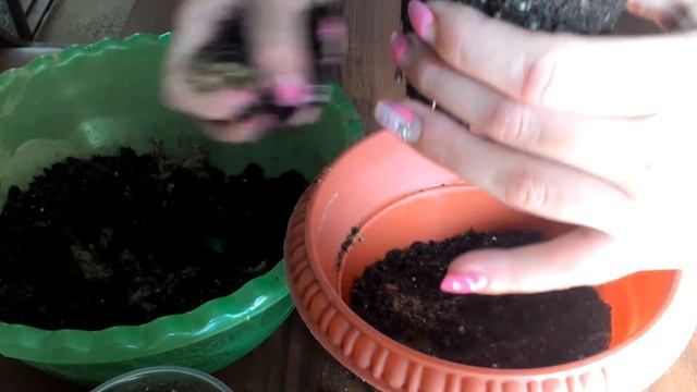 Фикус Бенджамина Кинки. Перевалка укорененных черенков. смотреть онлайн