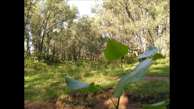 Русалочка.Стихи Андрея Елисеева,музыка Андрея Демидова,исполняет Марина Калашникова. смотреть онлайн
