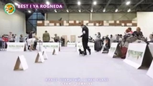 WUT JUBILEUM SHOW. Такса стандартная гладкошерстная. Открытый класс. Суки. Ч.1 смотреть онлайн