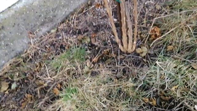 ВЕСЕННЯЯ ОБРЕЗКА КУСТОВ ГОДЖИ// Вертикальная формировка смотреть онлайн