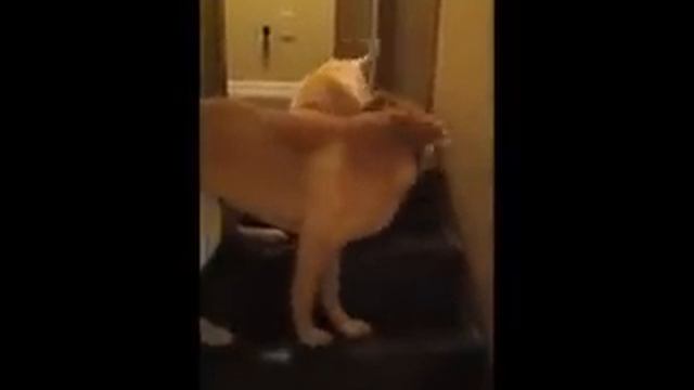 Dogs, cats and trust. смотреть онлайн