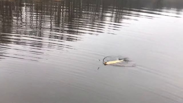 Рыбалка в Калининградской области смотреть онлайн