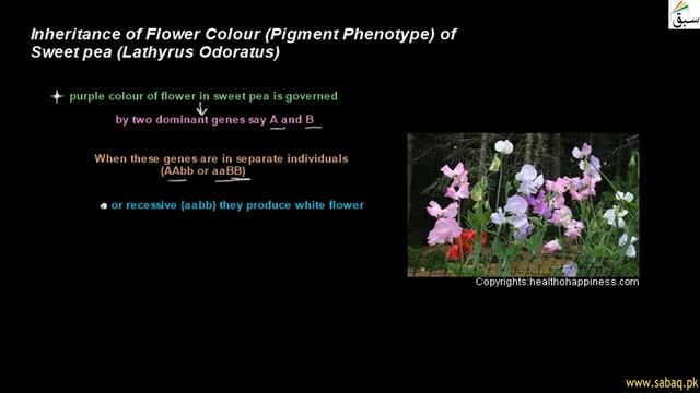 Inheritance of Flower Color of Sweet pea (Lathyrus Odoratus), Biology Lecture | Sabaq.pk | смотреть онлайн
