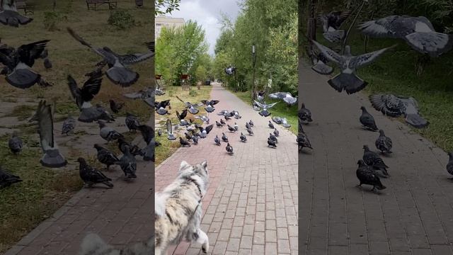 Вакай на прогулке смотреть онлайн
