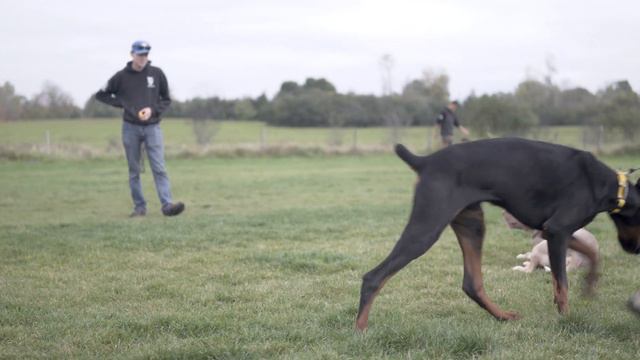 OFF Leash Trained Bully! Training with us ONLINE yet? #bully #dogtraining #bull смотреть онлайн