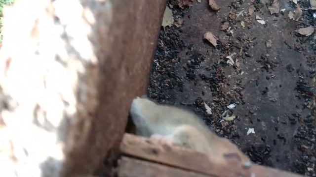 Лесная соня. Майор. смотреть онлайн