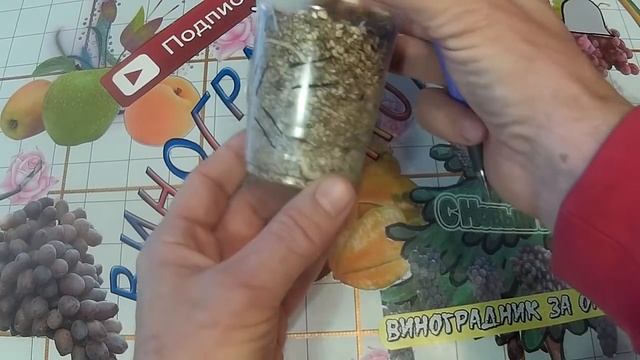 КОГДА пересаживать УКОРЕНЁННЫЕ черенки в грунт. Как быстро растут корни. смотреть онлайн